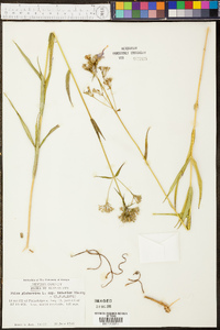 Phlox glaberrima image