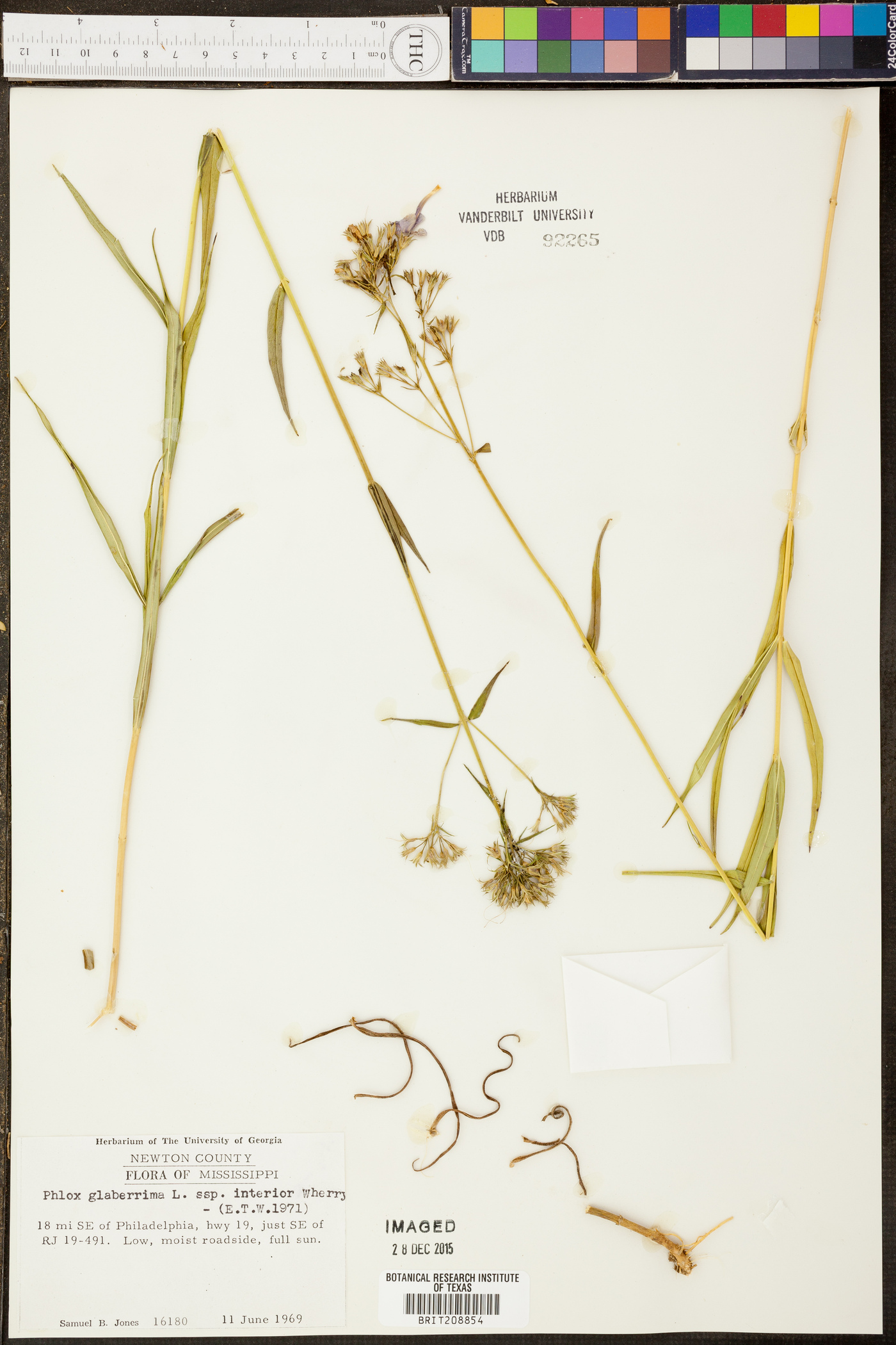 Phlox glaberrima subsp. glaberrima image