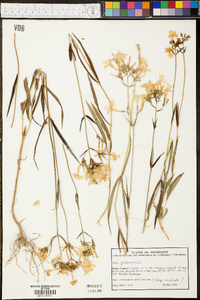 Phlox glaberrima image