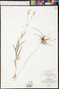 Phlox glaberrima image