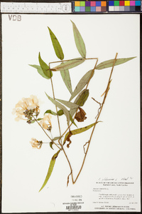 Phlox glaberrima image