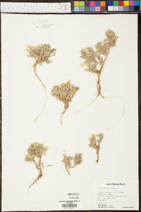 Phlox hoodii image