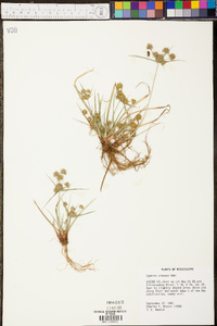 Cyperus croceus image