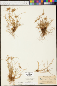 Cyperus croceus image