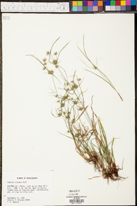 Cyperus croceus image