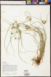 Cyperus croceus image