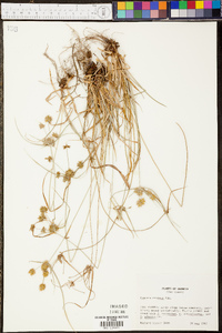 Cyperus croceus image