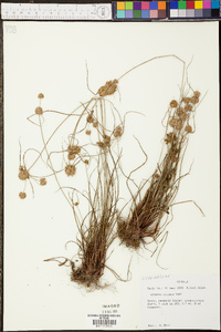 Cyperus croceus image