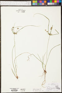 Cyperus croceus image