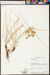 Cyperus croceus image