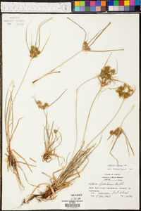 Cyperus croceus image