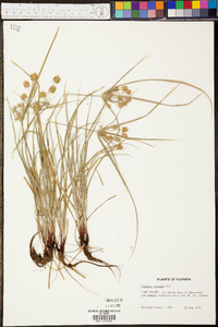 Cyperus croceus image