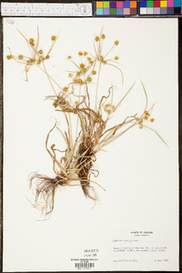 Cyperus croceus image