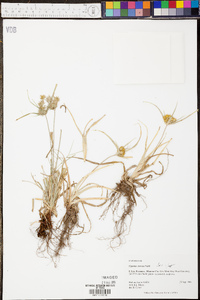 Cyperus croceus image