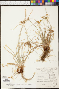 Cyperus croceus image