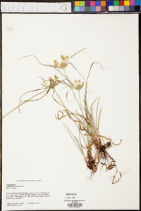 Cyperus croceus image