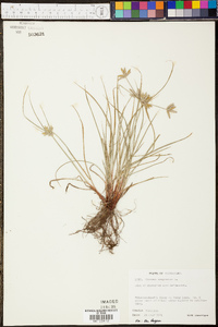 Cyperus compressus image