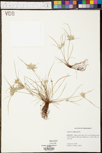 Cyperus compressus image