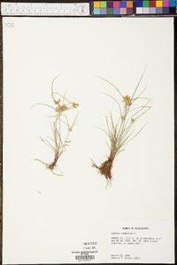 Cyperus compressus image