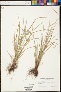 Cyperus compressus image