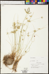 Cyperus compressus image