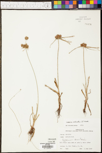 Cyperus echinatus image