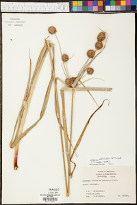 Cyperus echinatus image