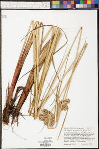 Cyperus drummondii image