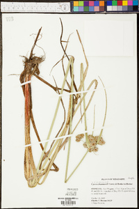 Cyperus drummondii image