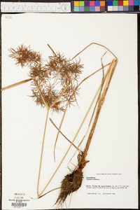 Cyperus distans image