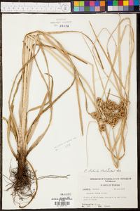 Cyperus distinctus image