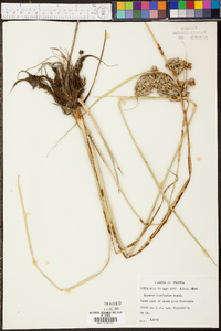 Cyperus distinctus image