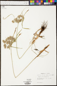 Cyperus distinctus image