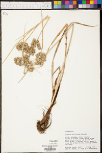 Cyperus distinctus image