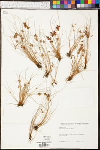 Cyperus diandrus image