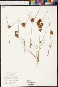 Cyperus diandrus image