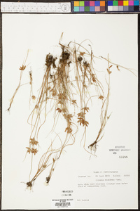 Cyperus diandrus image