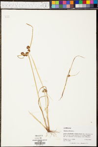 Cyperus difformis image