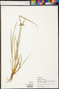 Cyperus difformis image