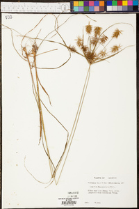 Cyperus dipsaciformis image