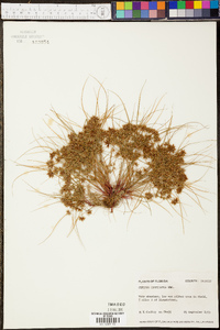 Cyperus cuspidatus image