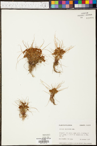 Cyperus cuspidatus image