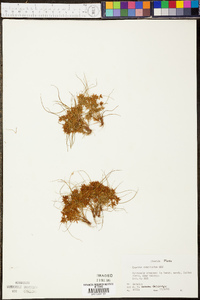 Cyperus cuspidatus image