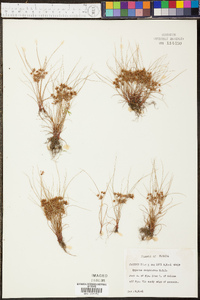 Cyperus cuspidatus image