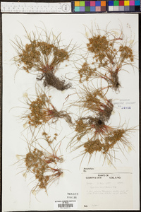 Cyperus cuspidatus image