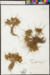 Cyperus cuspidatus image