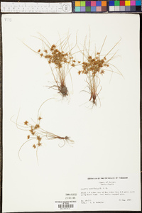 Cyperus cuspidatus image