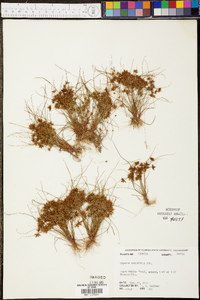 Cyperus cuspidatus image