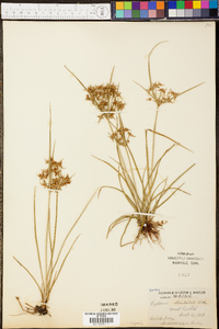 Cyperus dentatus image