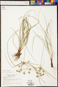 Cyperus croceus image